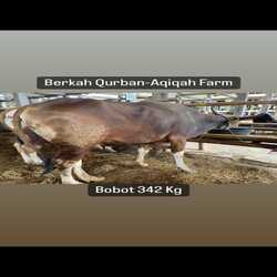 sapi-342kg