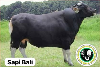 Sapi Bali