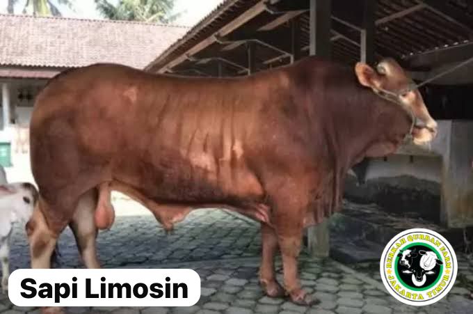 Sapi Limosin