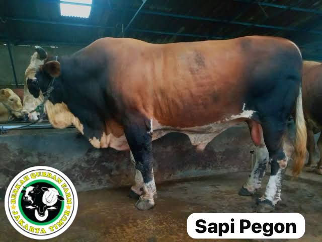 Sapi Pegon