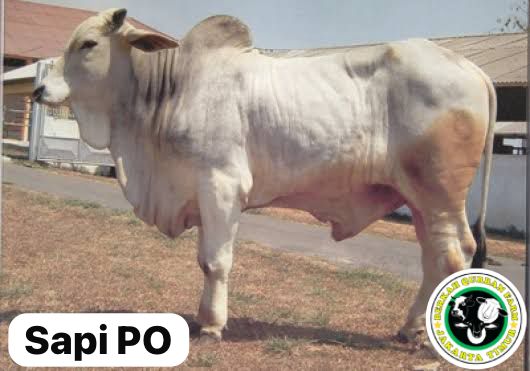 Sapi PO