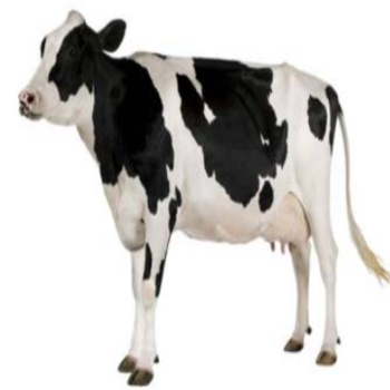 sapi-simental-betina