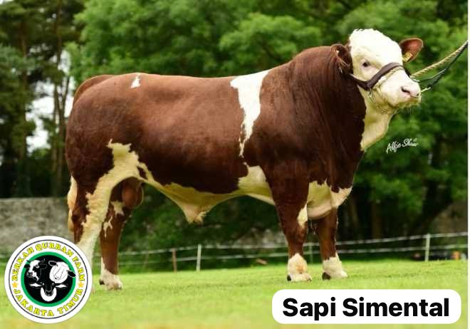 Sapi Simmental